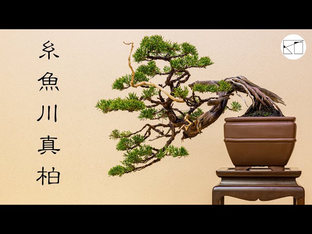 Itoigawa Shinpaku] Though it may be small, it is over 100 years