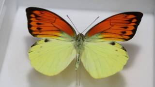 年末価格‼️ヒイロツマベニチョウ♂標本☆ セラム島産☆82mmスーパー