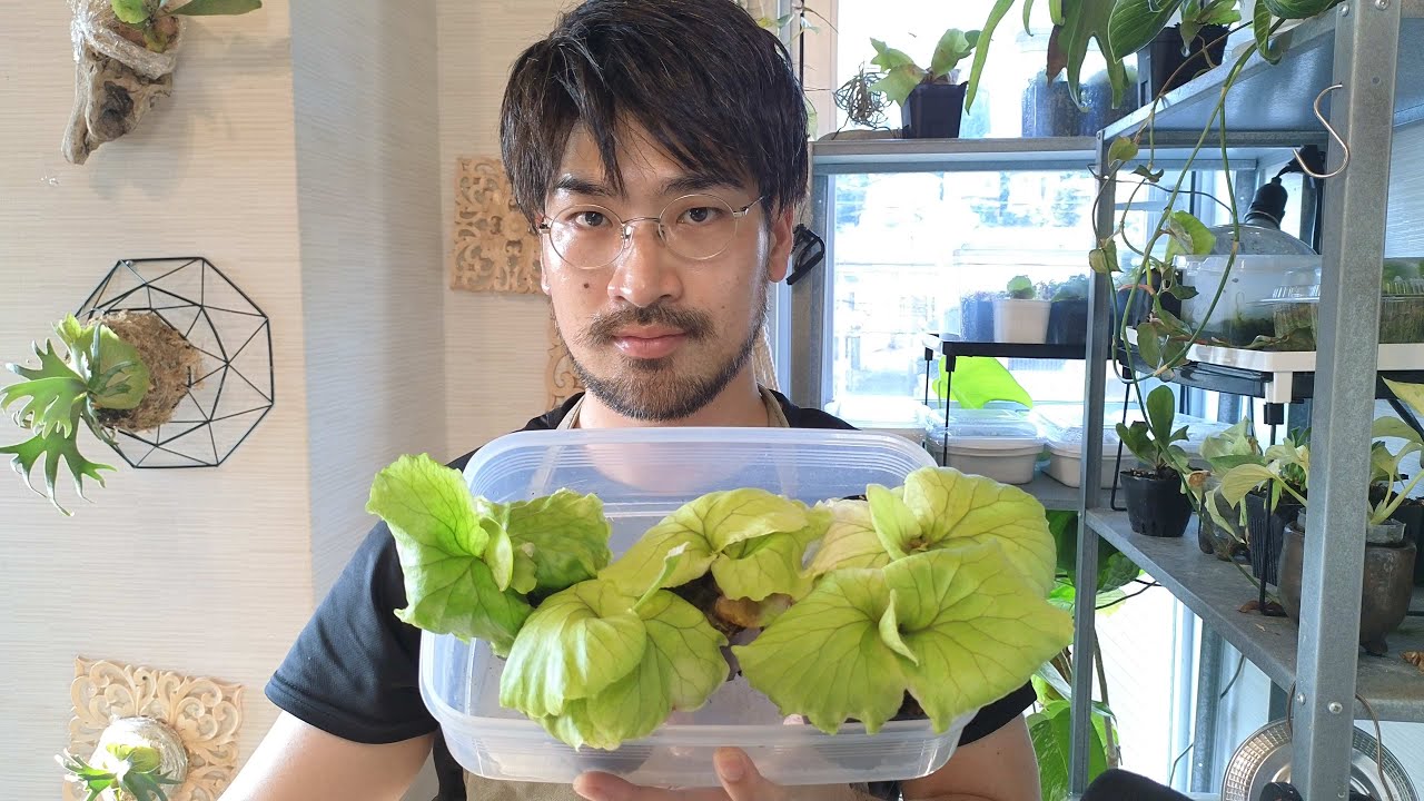 ビカクシダ・リドレイの育て方と板付け(流木着生)方法 - YouTube