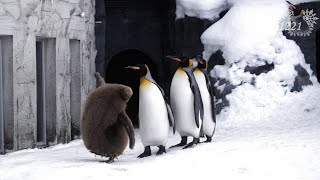 旭山動物園 キングペンギンヒナ51番-モフモフの秘密 - YouTube