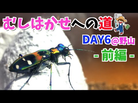 6-①. [Miracle] I met a tiger beetle in the fields in June