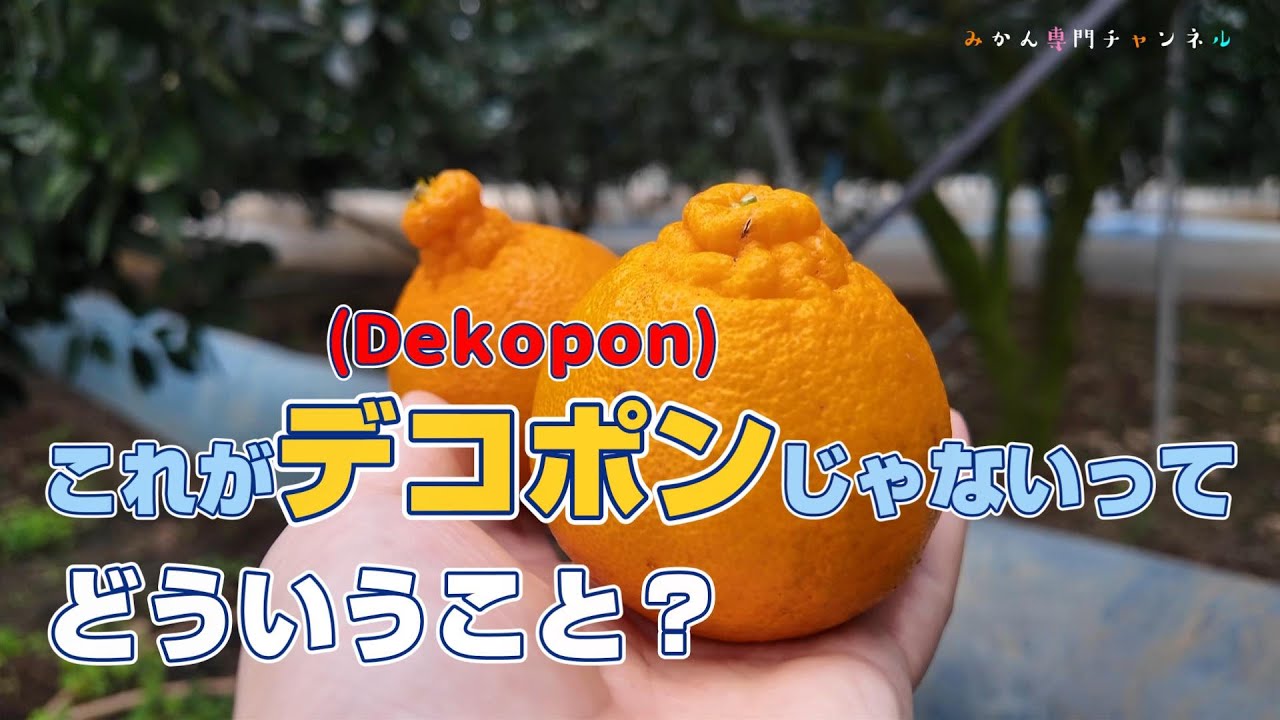 That Dekopon isn't really a Dekopon, is it? - YouTube