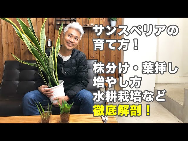 サンスベリアの育て方 株分け・葉挿し・増やし方・水耕栽培・種類
