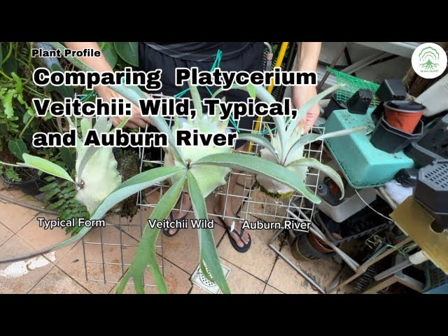 Platycerium Veitchii Wild vs Typical form vs Auburn River Ep118