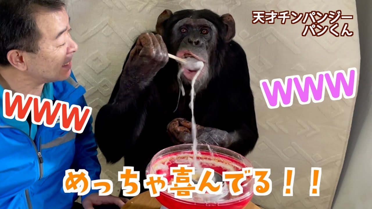 Genius chimpanzee Pan-kun! 24th birthday🎂 Happy 24th birthday