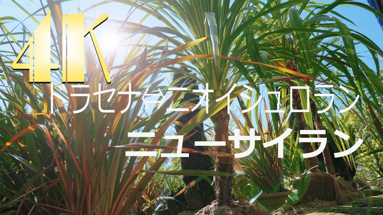 4K] ドラセナ ニオイシュロラン リュウゼツラン 2020 #常緑樹シンボル