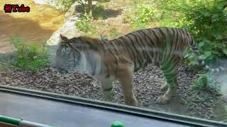 走動物園 「スマトラトラ編」 - YouTube