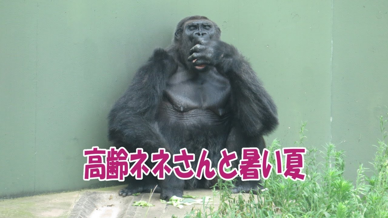 ゴリラ】高齢ネネさんと暑い夏(東山動植物園) - YouTube