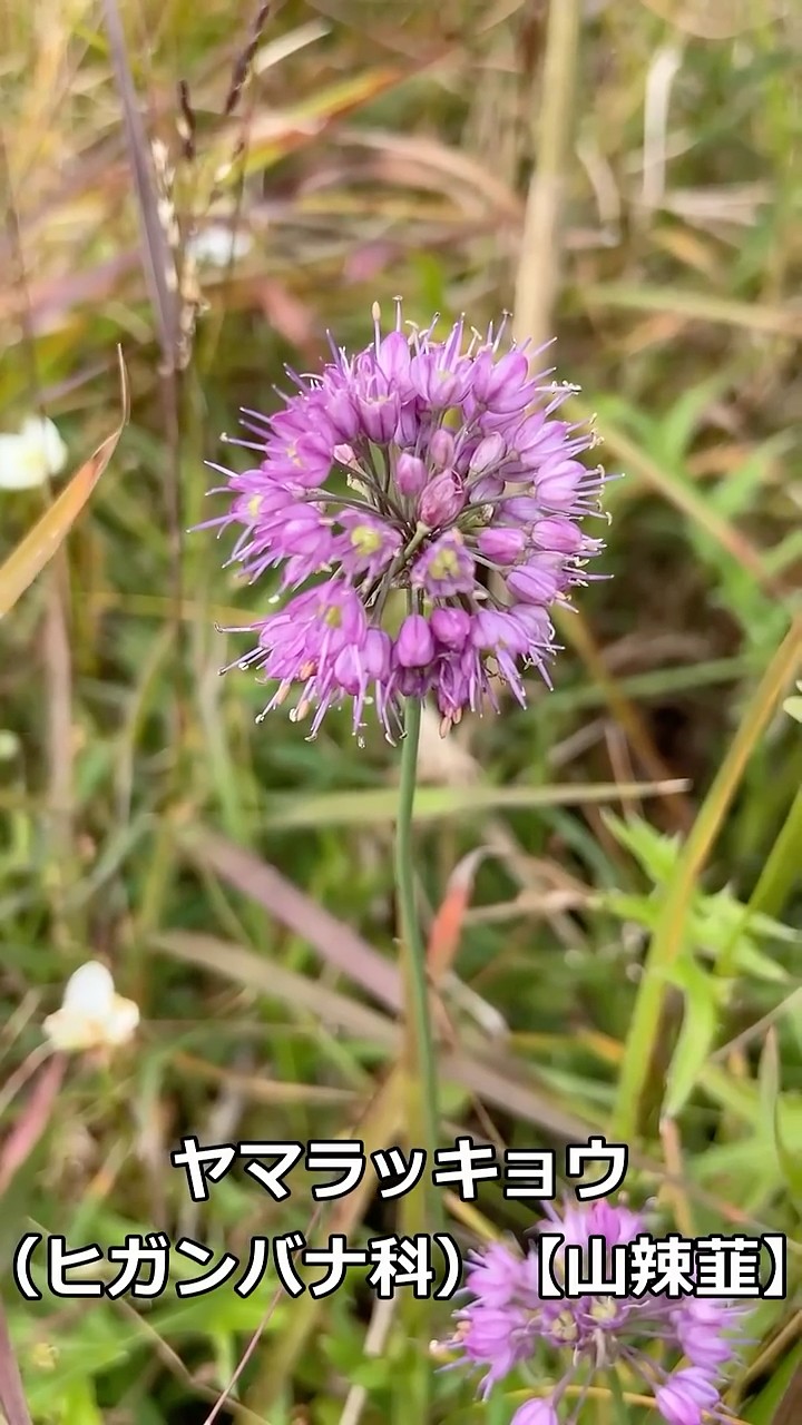ヤマラッキョウ （ヒガンバナ科） 【山辣韮】 #山野草 #秋の野草 #山の