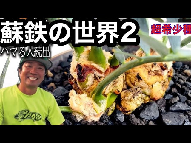 超希少種】あなたの知らないソテツの世界 - YouTube