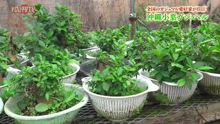 全国のガジュマル愛好家が注目！「沖縄小葉(こば)ガジュマル」2025年12