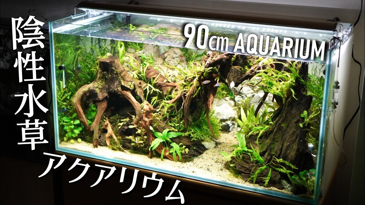 90cm Nature Aquascape Tutorial : Mountain and Wooden Arch Aquarium