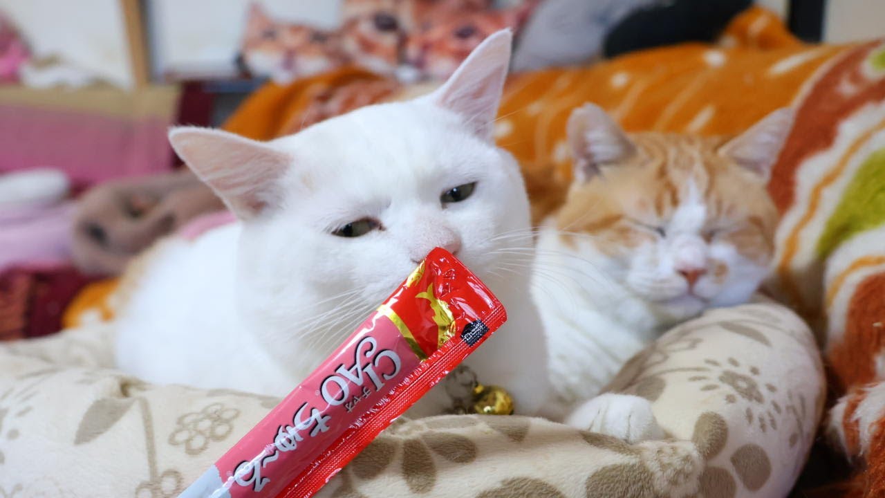 しらたまにちゅーる 260207 | のせ猫オフィシャルブログ Powered by Ameba