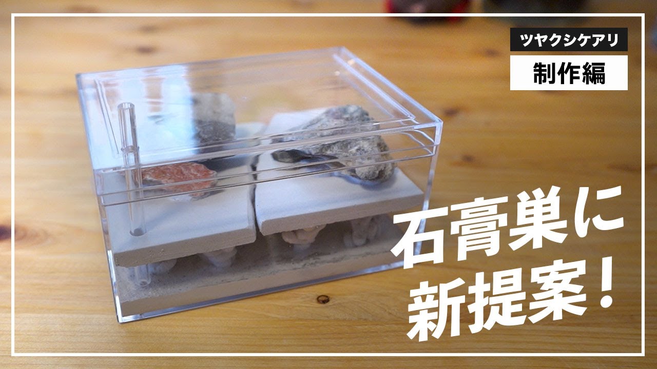 A plaster nest with a second floor] I made a new concept ant