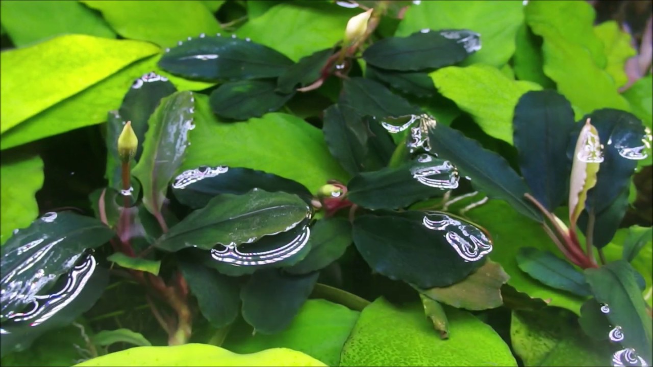 Bucephalandra sp.'Rainbow' (ブセファランドラ sp. 'レインボー