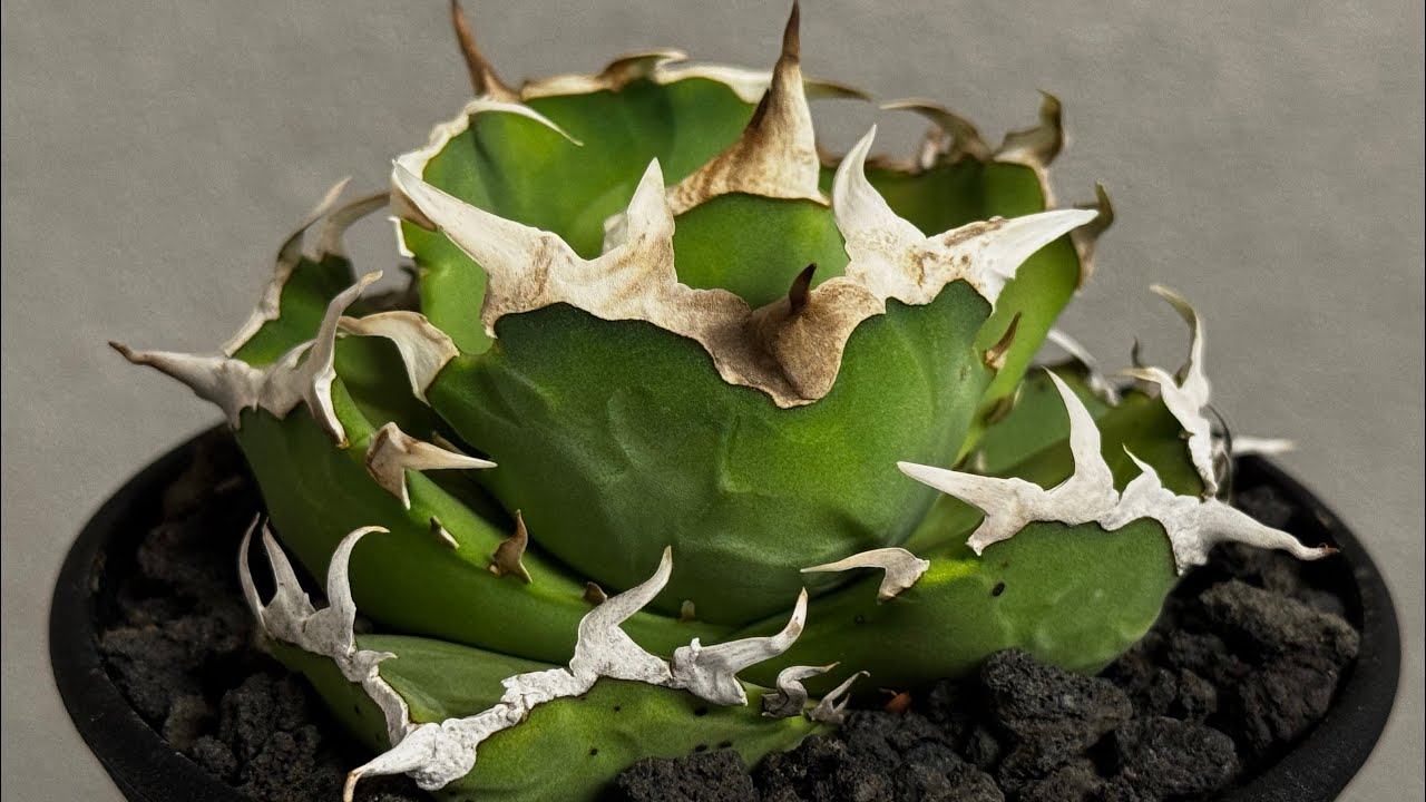 20260209 アガベ・チタノタ 中国螃蟹（厳選コンパクト）- 009｜agave