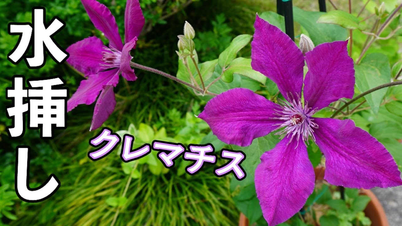 クレマチス ルーテル 挿し穂 2本 クレマチス ルーテル 挿し穂 2本