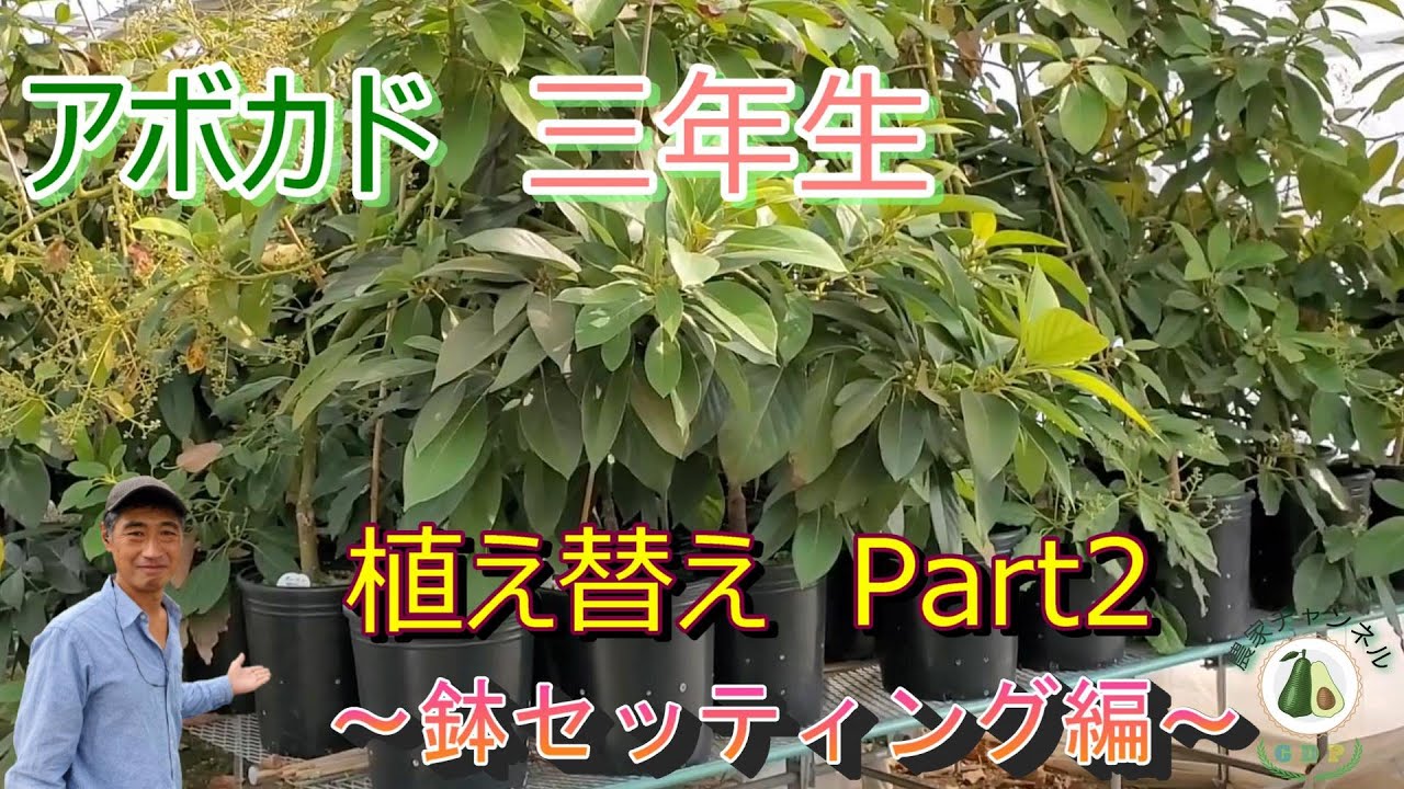 Avocado] Third-year repotting Part 1: Preparing the soil - YouTube