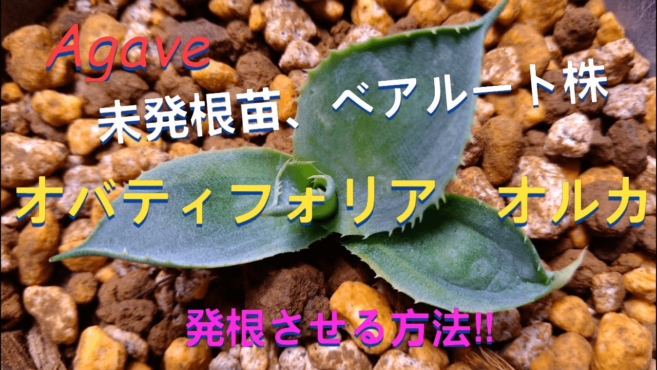 オバティフォリア オルカ！未発根苗の発根させる方法‼ ＃オバティ
