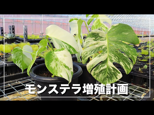 Explaining the basics of growing variegated Monstera and indoor