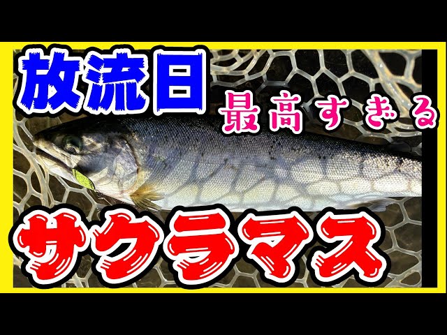 サクラマス放流日にサクラマスを狙いにいってみた【エリア21】#釣り