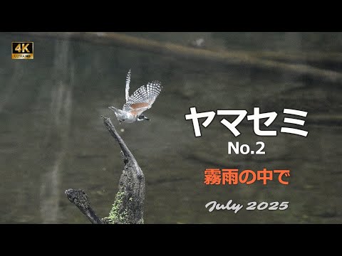 2025 ヤマセミ（No.2）霧雨の中で（餌取り）【4k】／山岳詩＿NikonZ9