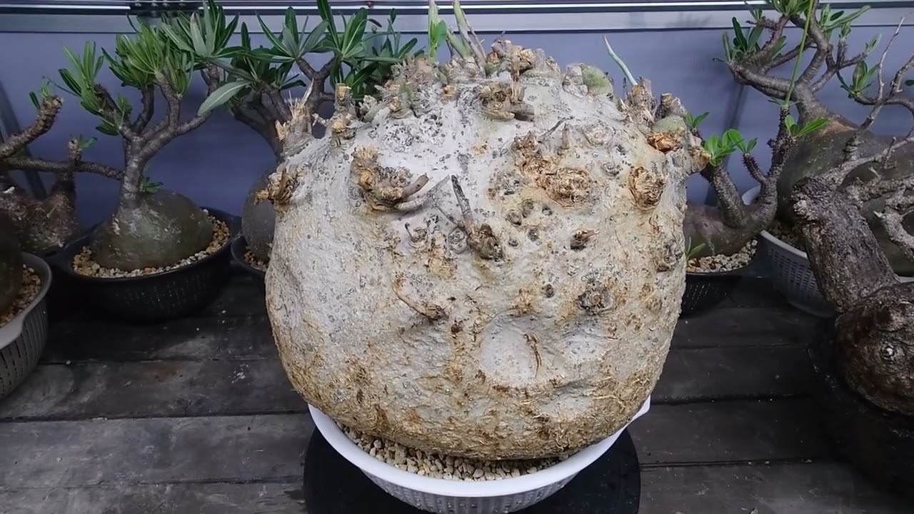 アデニアペチュエリー ついに来ました！！ - YouTube