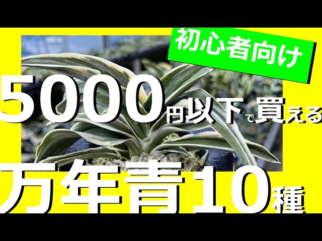 Recommended for Beginners] 10 Affordable Evergreen Varieties Under