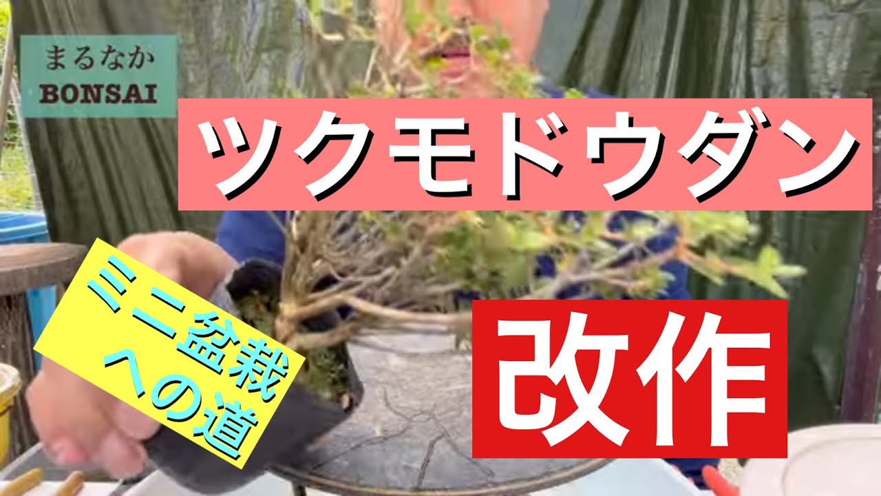 191 ツクモドウダン改作 ‪@bonsai1007‬ 【ミニ盆栽】 - YouTube