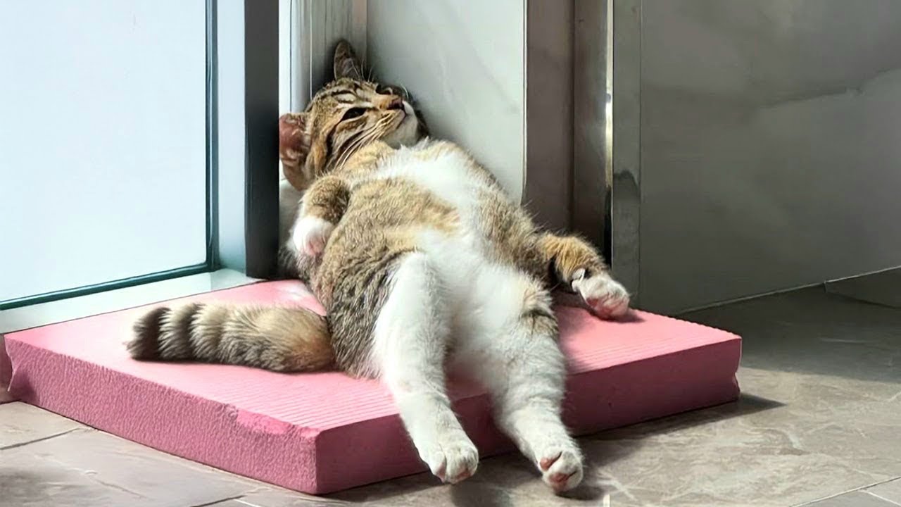 MOMO wears Onitsuka Tiger AW24 Yellow collection - YouTube