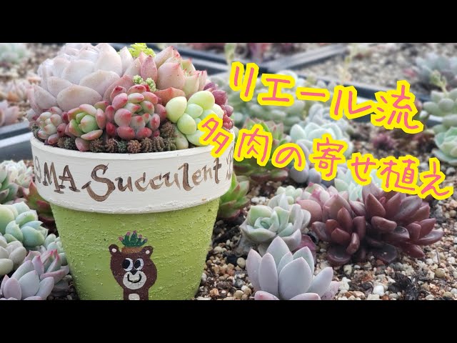 Succulents] Succulent planting by Lier.yuka Lier.succulent - YouTube
