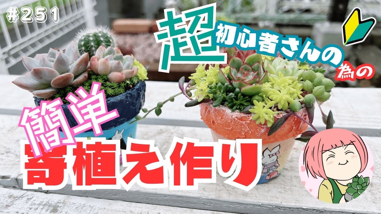 超初心者さんのための簡単寄せ植え作り🔰少ない苗👌即買いセダム