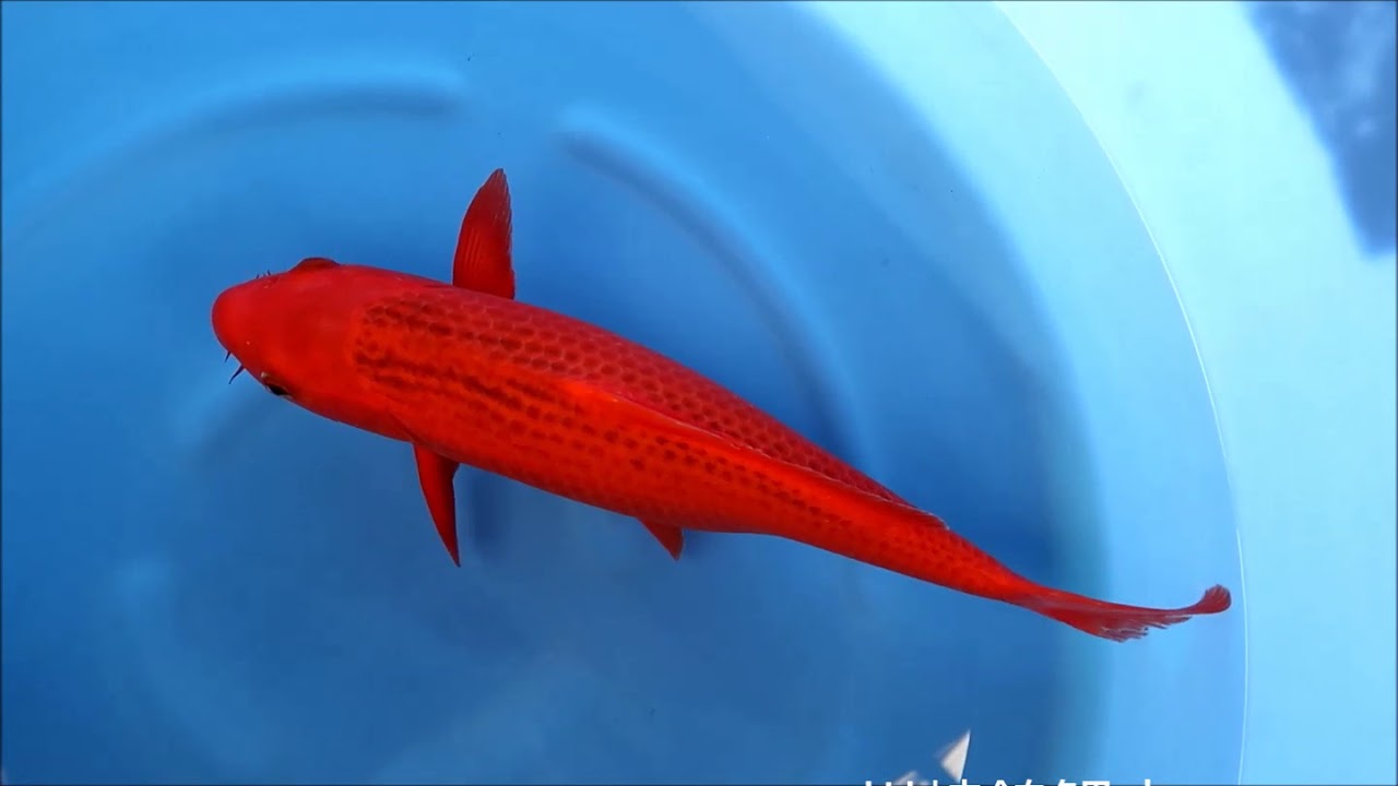 スパークル鯉 赤6m スパークル鯉 赤6m