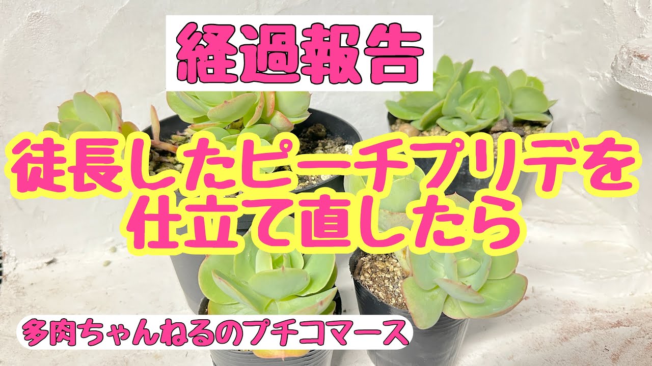 Succulents] I re-trained my leggy Peach Pride plant and it turned