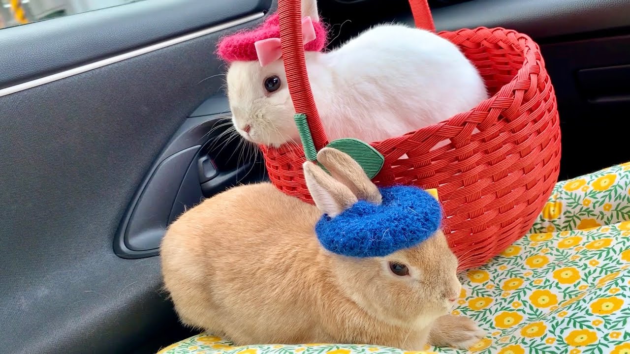 113① うさぎとドライブ？！優雅に助手席に乗るうさぎ達が可愛すぎる
