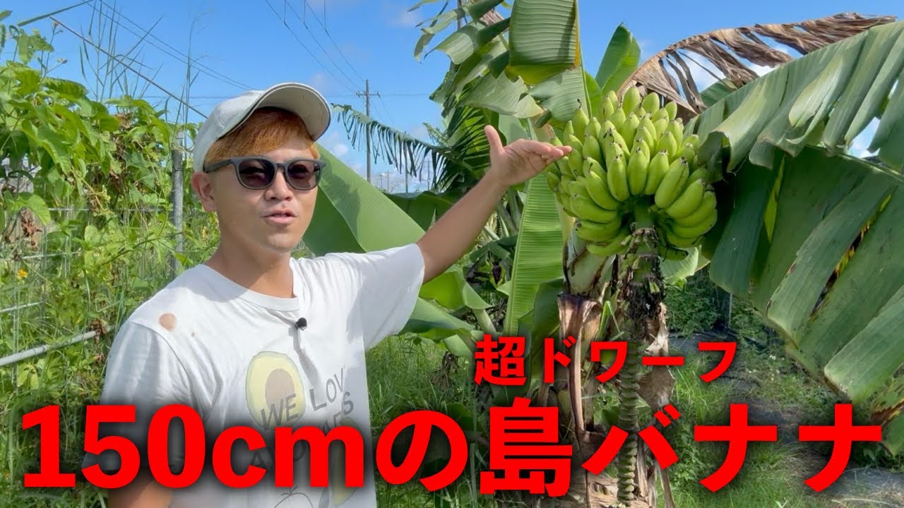 Shocking] 150cm super dwarf island banana bears fruit in one year