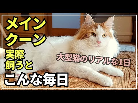 実際に大型猫メインクーンを飼うとこんな1日が待っています。 - YouTube