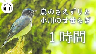 作業用BGM】鳥のさえずりと小川のせせらぎ1時間/ ASMR・自然音 - YouTube