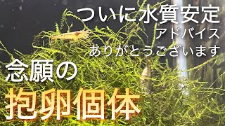 ついに抱卵個体が！エビ水槽のその後の報告 - YouTube