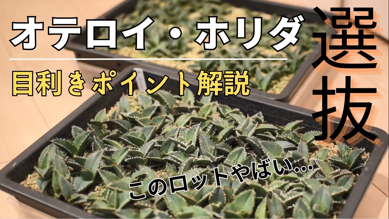 アガベ目利き】実生オテロイ・ホリダ選抜風景。目利きポイント解説！GW