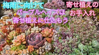 多肉植物】梅雨に向けてパープルヘイズを寄せ植えに仕込もう！ - YouTube