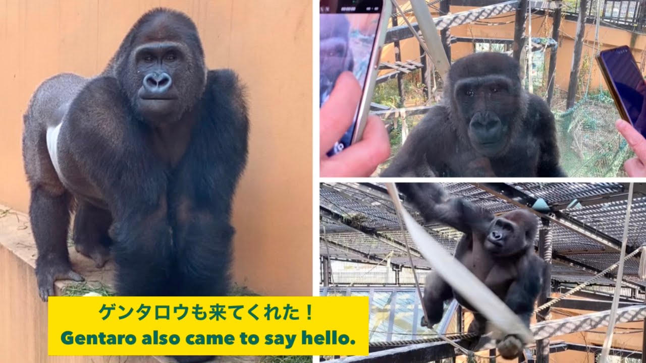 Gorilla⭐️I were able to see the gorillas from the second floor