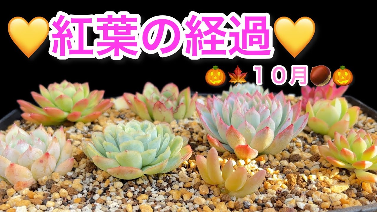 10月🗓多肉ちゃん💛秋の成長と紅葉の経過📝💛【多肉植物