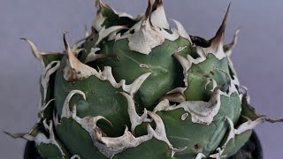20251209 アガベ・チタノタ白鯨（ボールタイプ）中-097｜agave