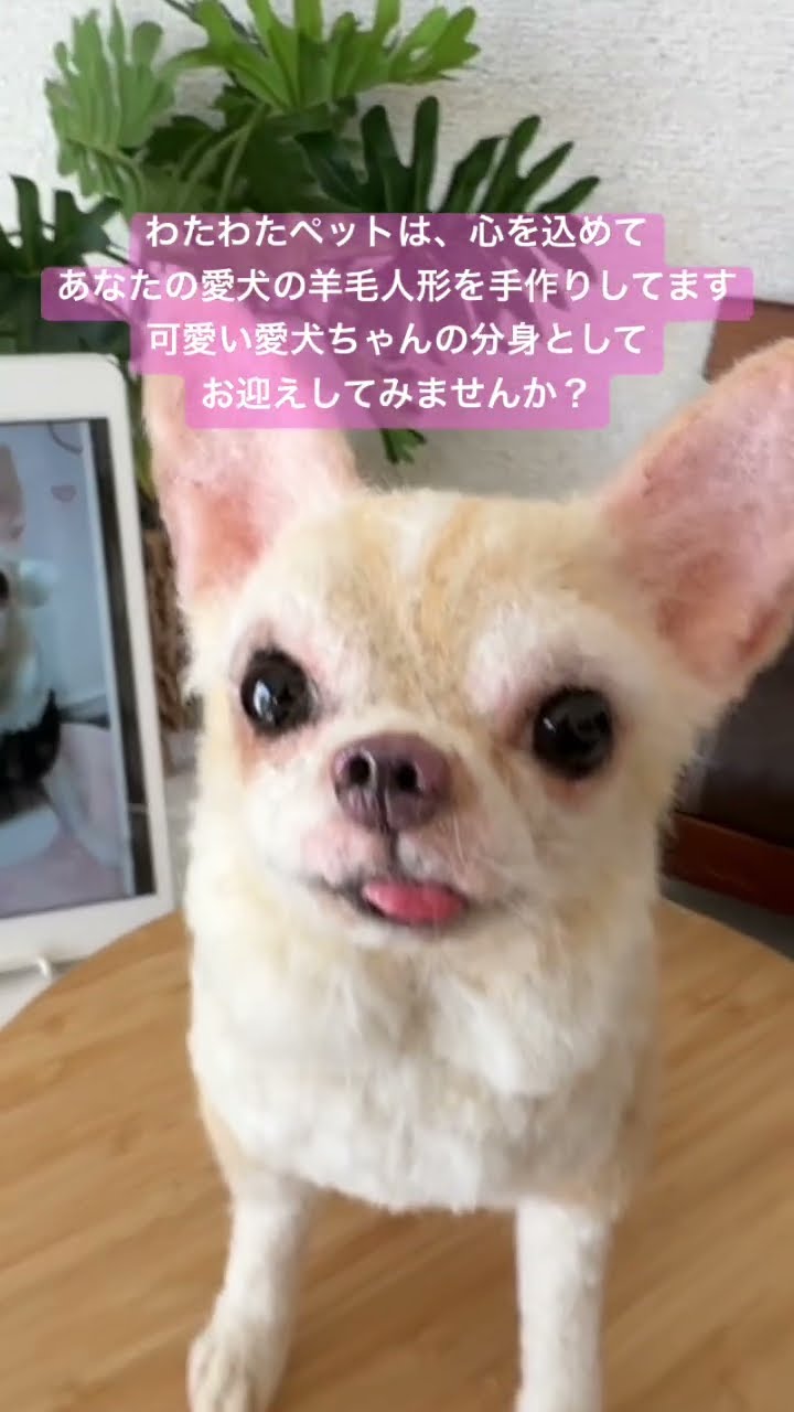 わたわたペットwatawatapets - YouTube