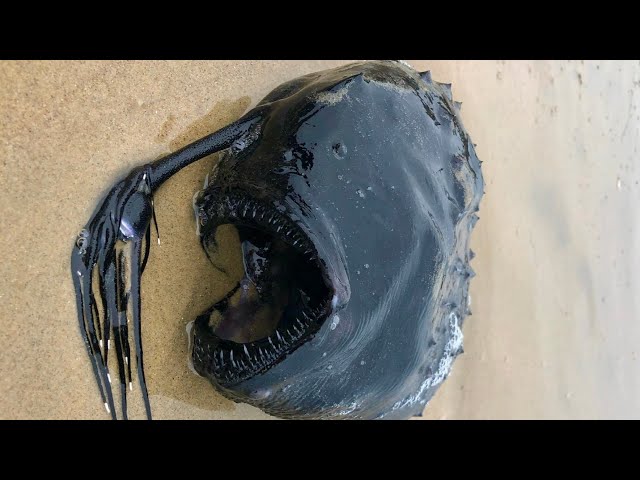 Breaking News] Mysterious deep-sea fish, the anglerfish, washes up