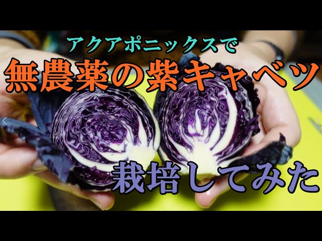 有機水耕栽培で無農薬の紫キャベツを栽培してみた【アクアポニックス