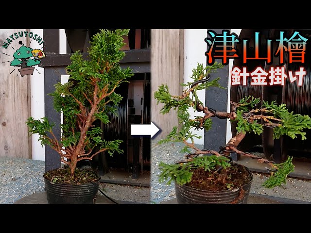 Making a bonsai from a seedling] Shaping Tsuyama Hinoki wood into