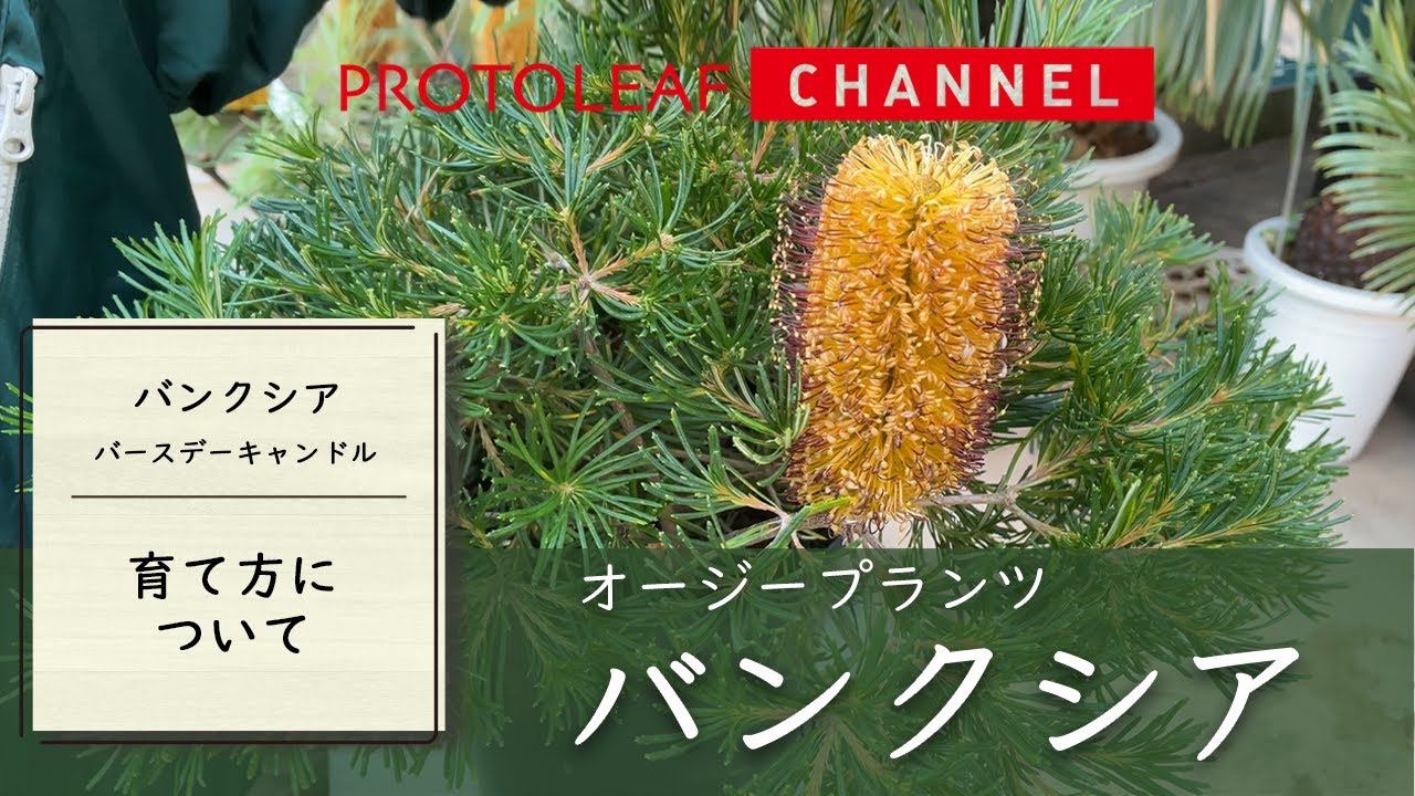 オージープランツ】バンクシア バースデーキャンドルのご紹介 - YouTube