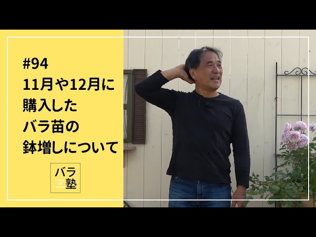 94 Repotting rose seedlings purchased in November or December